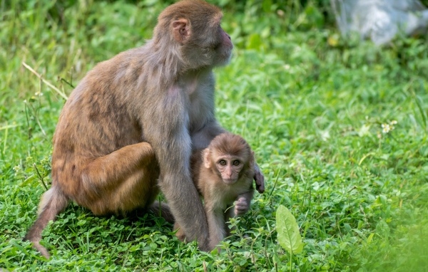 Большая обезьяна с детенышем на зеленой траве