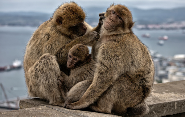 Семья из трех обезьян