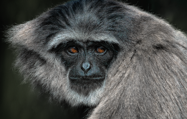 Большой серебристый гиббон