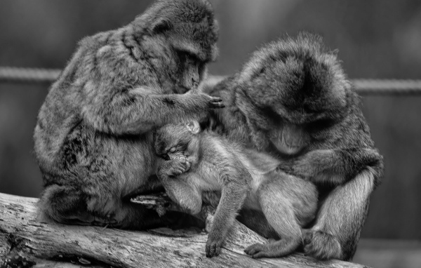 Семья обезьян черно-белое фото 