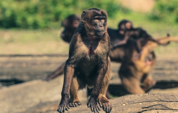 Обезьяна сидит на бревне в зоопарке