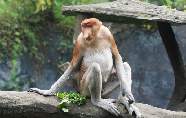 Обезьяна с сидит на камне в зоопарке