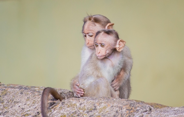 Две маленькие обезьяны на камне