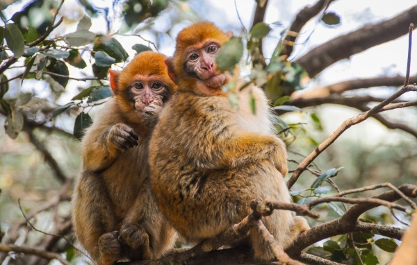 Две обезьяны сидят на ветке дерева