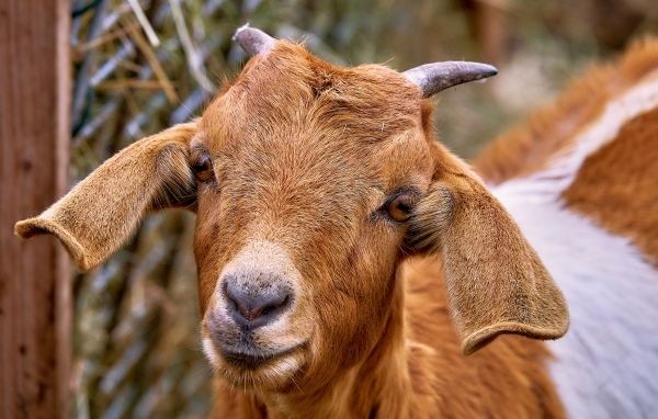 Большая коза с длинными ушами