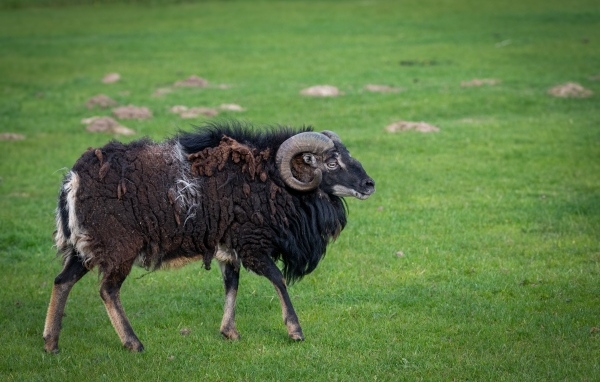 Большой старый не стриженный баран