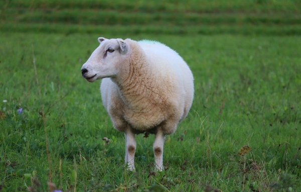 Большая белая овца на зеленой траве 