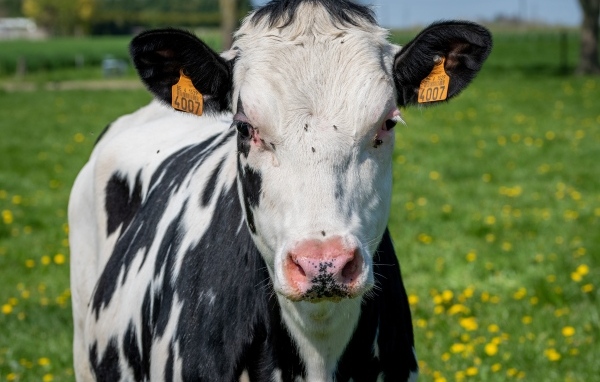 Домашняя черно-белая корова на поле