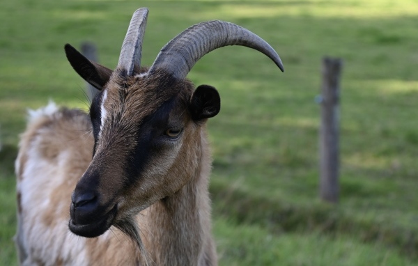 Домашняя коричневая коза с острыми рогами