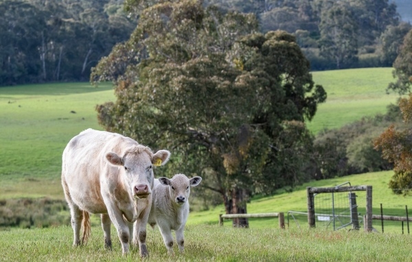 Домашняя корова с теленком пасутся на зеленой траве