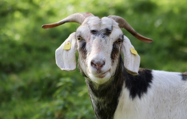Домашняя коза с рогами