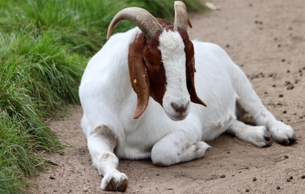Коза отдыхает на дороге