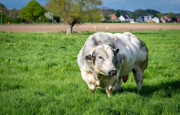 Огромный белый бык на зеленой траве