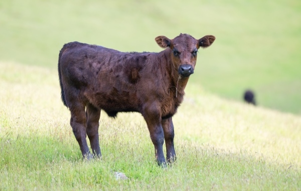 Маленький коричневый теленок на поле