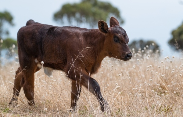 Маленький коричневый теленок на траве