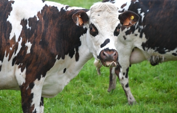 Пятнистые коровы на ферме 