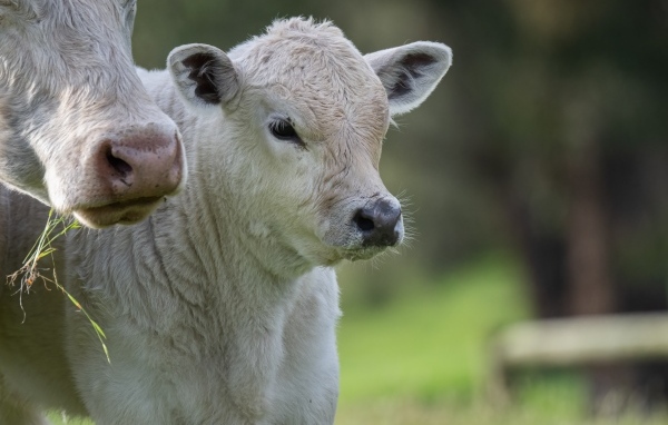 Белый теленок с коровой 