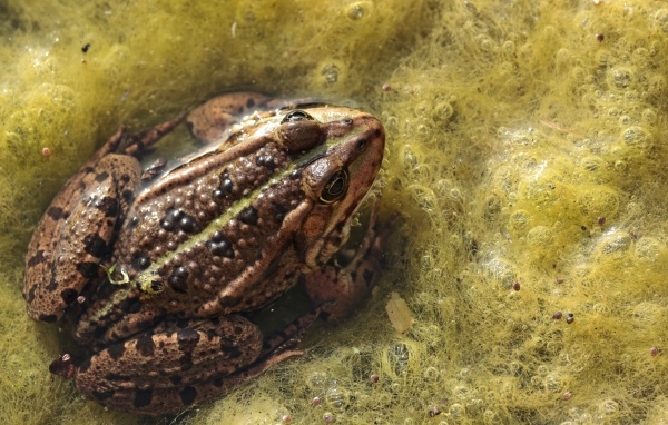Большая жаба сидит в водорослях 