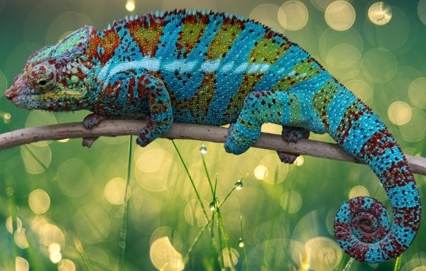 Красивый яркий хамелеон сидит на ветке