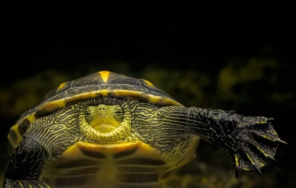 Большой китайская полосатая черепаха в аквариуме