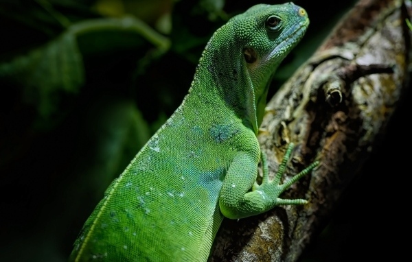 Большая зеленая игуана на ветке дерева