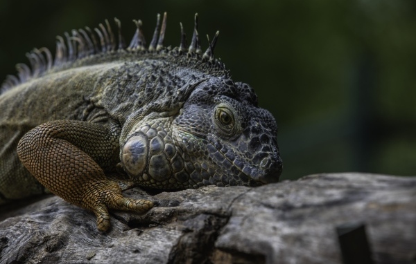 Большая игуана на старом дереве