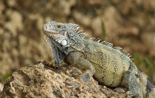 Большая игуана сидит на камне