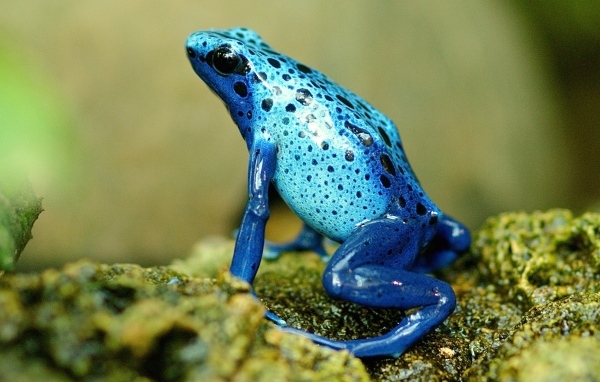 Синяя лягушка крупным планом