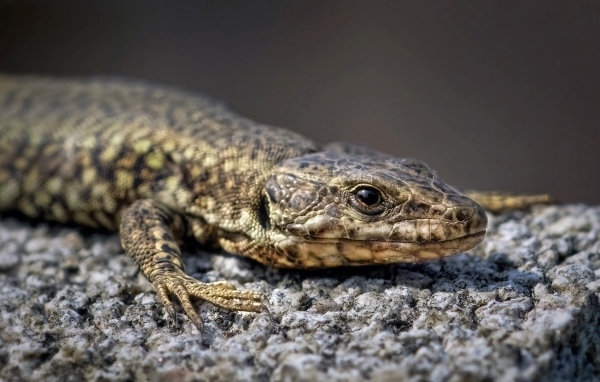 Серая ящерица сидит на камне