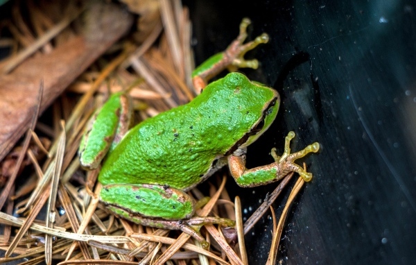 Зеленая лягушка сидит на траве 