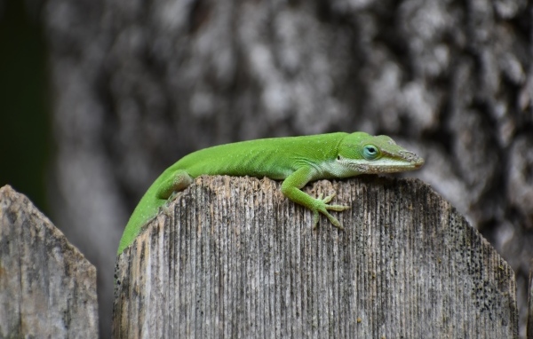 Зеленый геккон на заборе