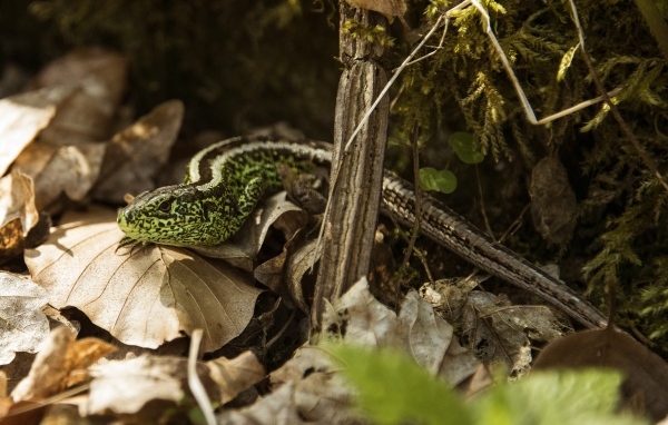 Зеленая песчаная ящерица в листве 