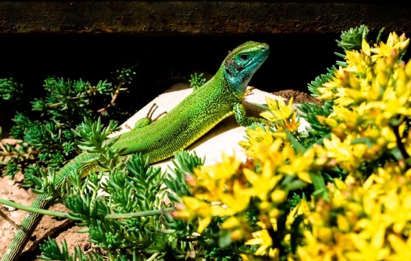 Большая зеленая ящерица в желтых цветах