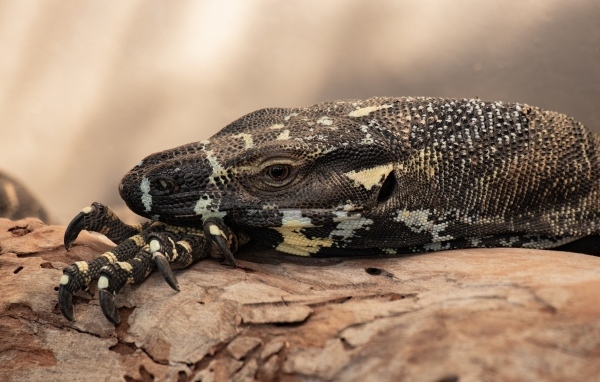 Большая игуана с острыми когтями 