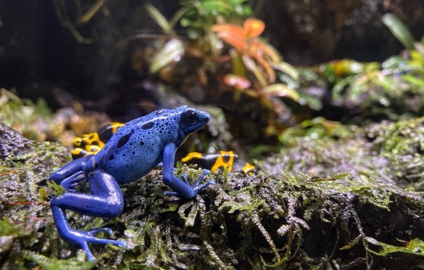 Маленькая голубая лягушка 