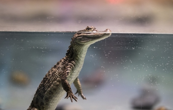 Маленький крокодил в аквариуме