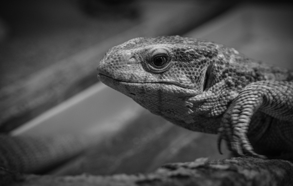 Варан черно-белое фото