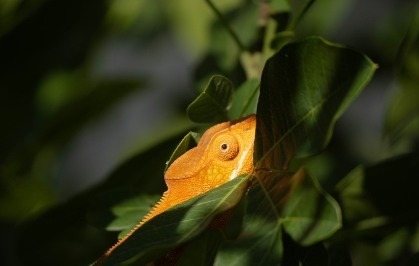 Оранжевый хамелеон в зеленых листьях