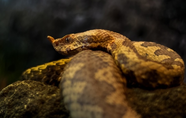 Ядовитая гадюка лежит на камне
