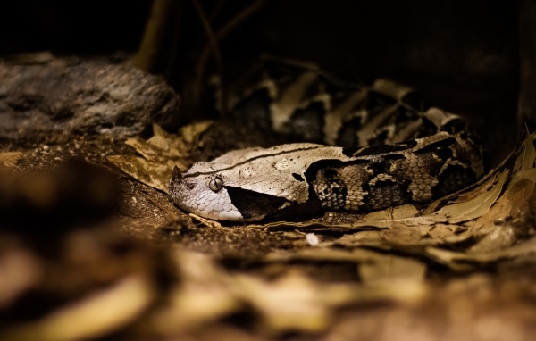 Ядовитая змея гадюка в желтых листьях