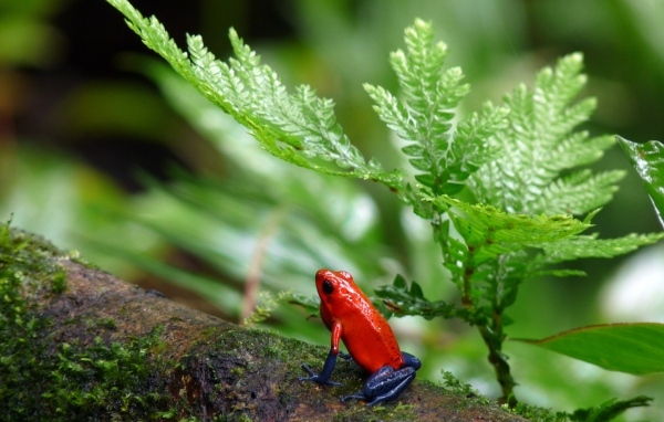 Красная лягушка с синими лапами