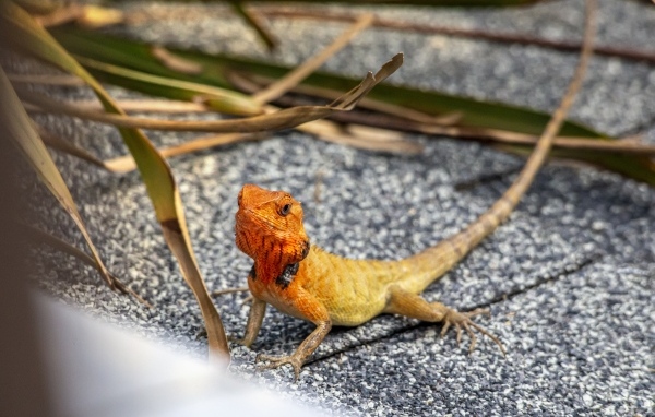 Маленькая оранжевая восточная садовая ящерица