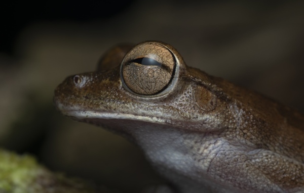 Жаба с большими глазами