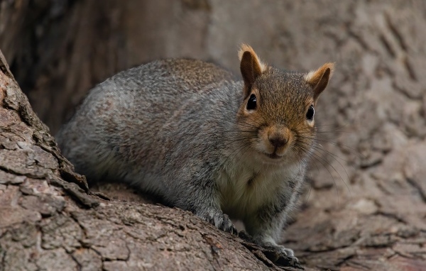 Большая серая белка сидит в дупле
