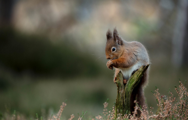 Маленькая рыжая белка сидит на сухой коряге
