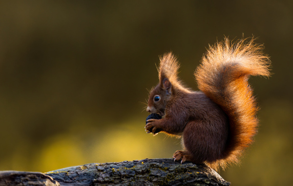 Маленькая белка в пушистым хвостом грызет орех