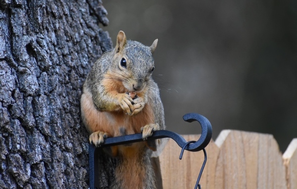 Белка грызет орех у кормушки на дереве