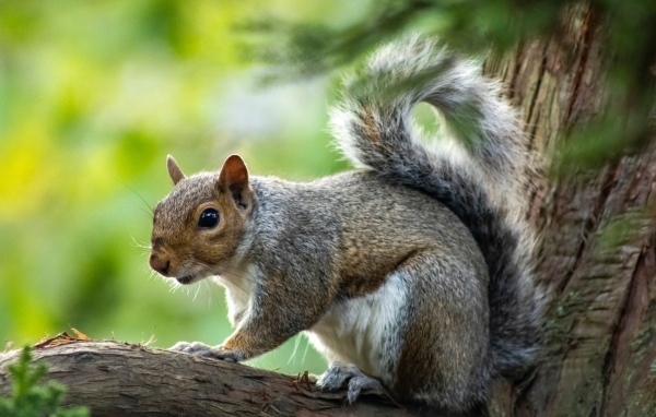 Белка с большими глазами сидит на ветке