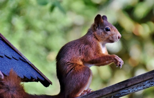 Красивая рыжая белка сидит на ветке