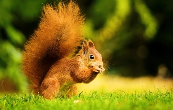 Красивая рыжая белка с пушистым хвостом